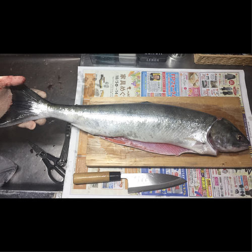 サケの釣果