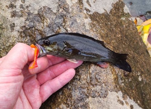 ラージマウスバスの釣果
