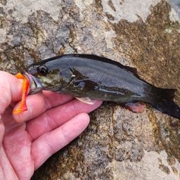 ラージマウスバス