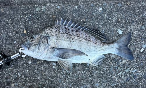 クロダイの釣果