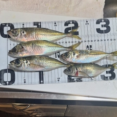 アジの釣果