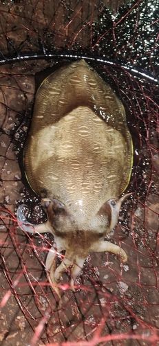 モンゴウイカの釣果