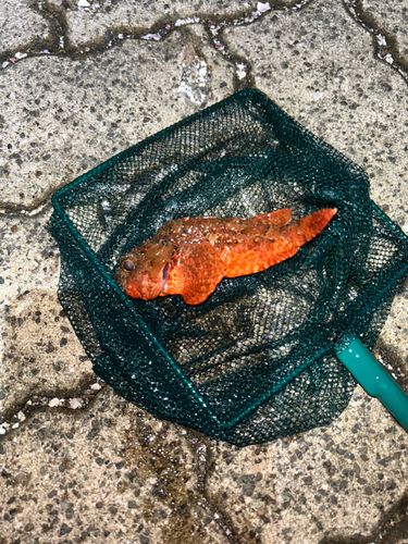 フサカサゴの釣果