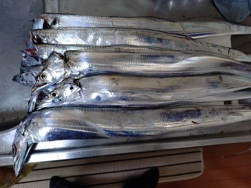 タチウオの釣果