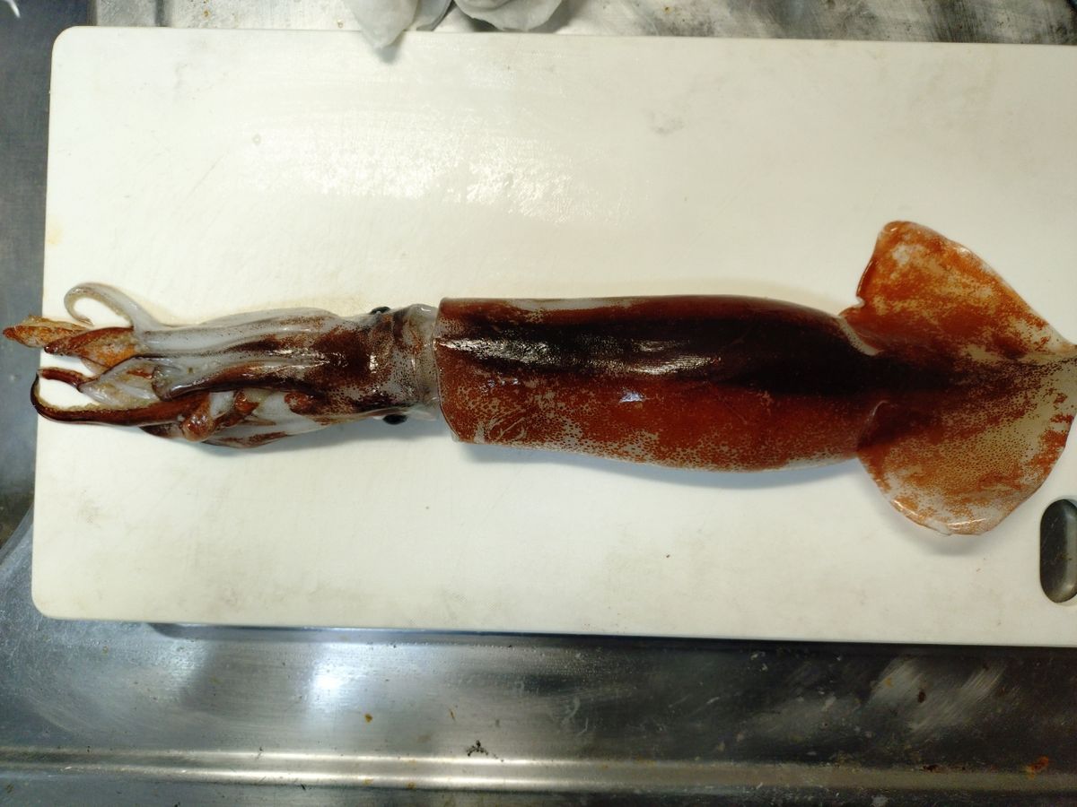 Fiftyさんの釣果 2枚目の画像