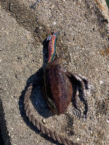 コウイカの釣果
