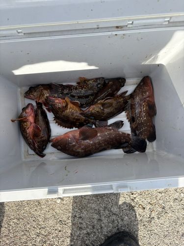 キジハタの釣果