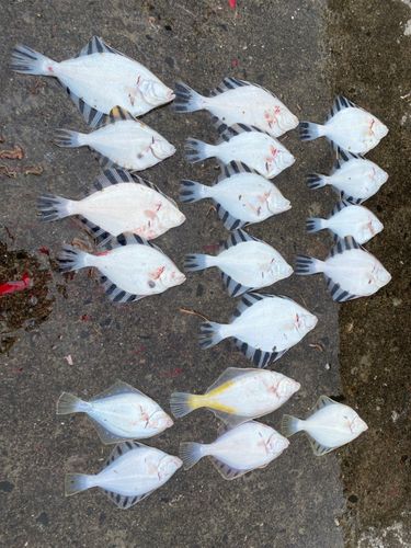 カレイの釣果