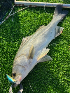 タイリクスズキの釣果