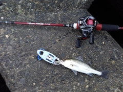 セイゴ（ヒラスズキ）の釣果