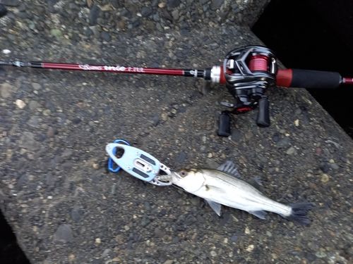 セイゴ（ヒラスズキ）の釣果