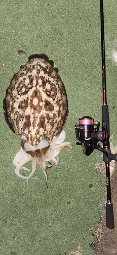 モンゴウイカの釣果