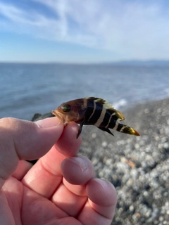 アオハタの釣果