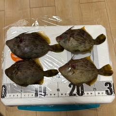 カワハギの釣果