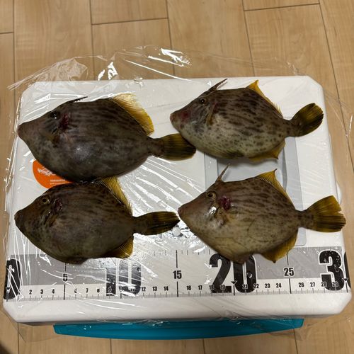 カワハギの釣果