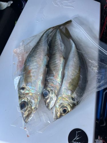 アジの釣果