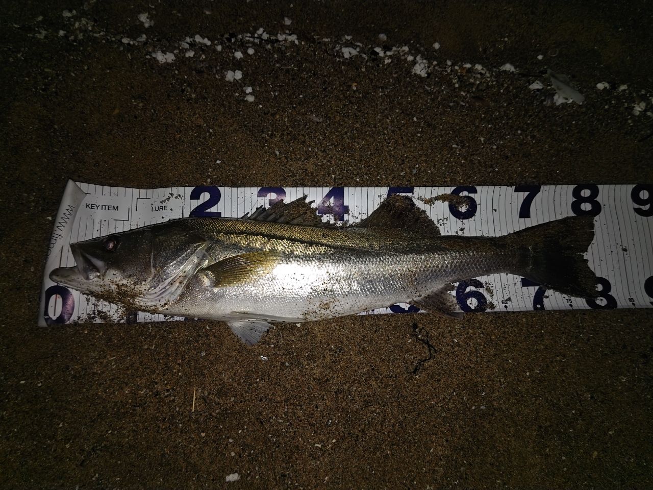 SHIMANO 20ワールドシャウラ BG 1954R-3の最安値・インプレ・釣果