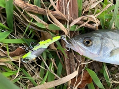 セイゴ（マルスズキ）の釣果