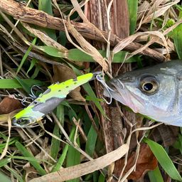 セイゴ（マルスズキ）