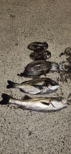 モンゴウイカの釣果