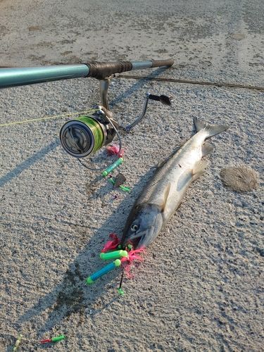 シロザケの釣果