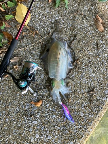 アオリイカの釣果