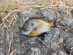 ブルーギルの釣果