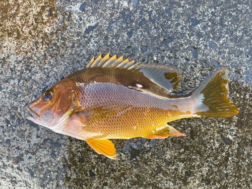 フエダイの釣果