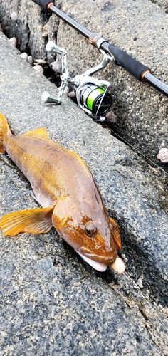 アイナメの釣果