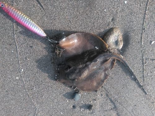 アカエイの釣果