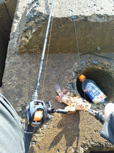 コウライヨロイメバルの釣果