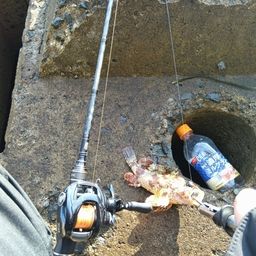 コウライヨロイメバル