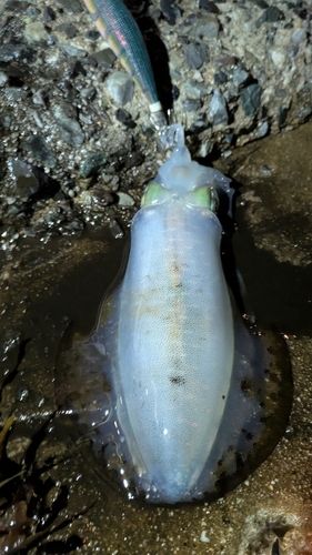アオリイカの釣果