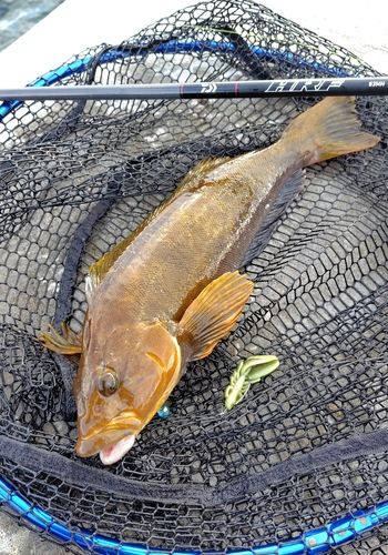 アイナメの釣果