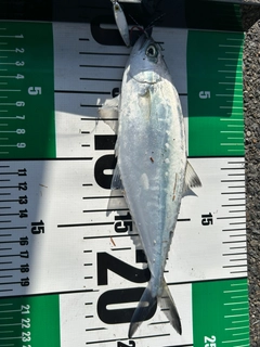 イケカツオの釣果