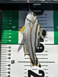 コトヒキの釣果