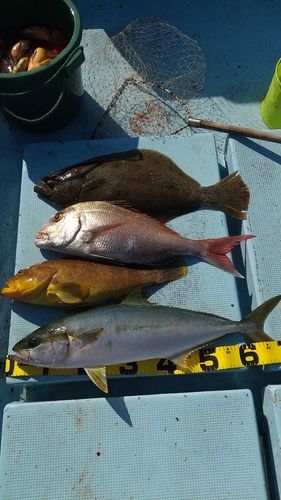 ヒラマサの釣果