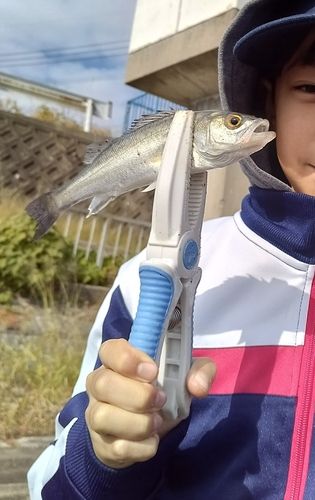 セイゴ（マルスズキ）の釣果