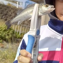 セイゴ（マルスズキ）