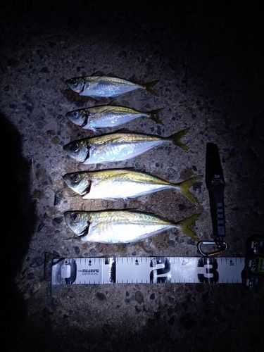 マアジの釣果