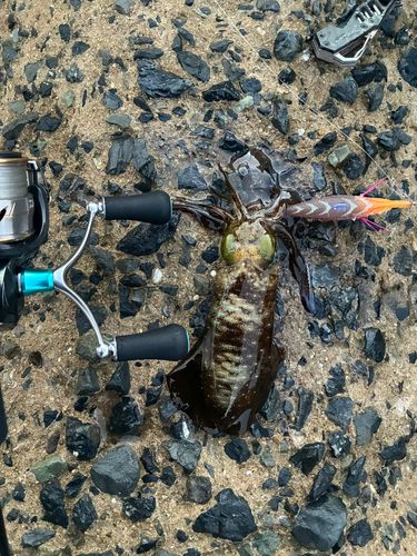 アオリイカの釣果