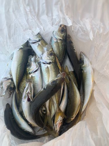 アジの釣果