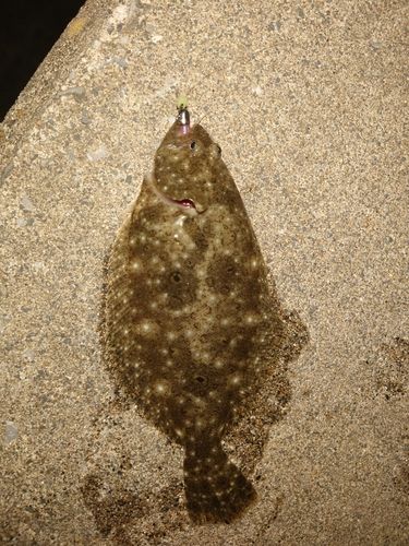 ヒラメの釣果
