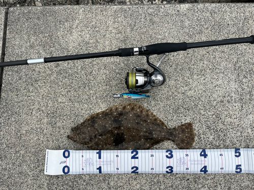 ヒラメの釣果