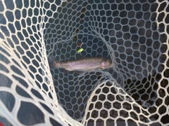 ニジマスの釣果