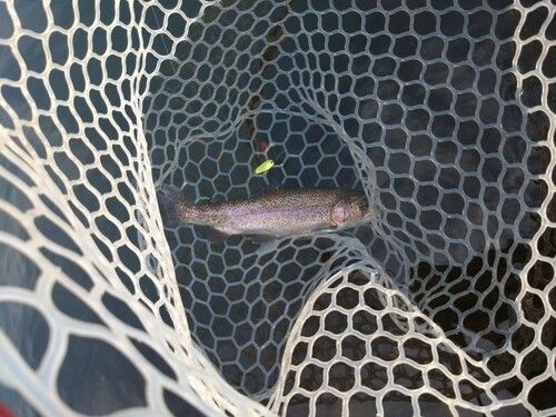 ニジマスの釣果