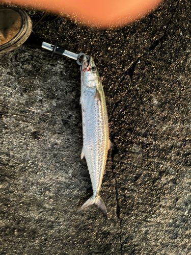 サゴシの釣果