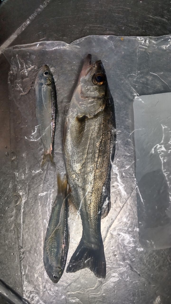 セイゴ（マルスズキ）