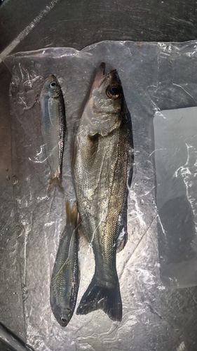 セイゴ（マルスズキ）の釣果