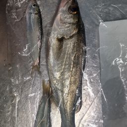 セイゴ（マルスズキ）